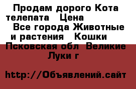  Продам дорого Кота-телепата › Цена ­ 4 500 000 - Все города Животные и растения » Кошки   . Псковская обл.,Великие Луки г.